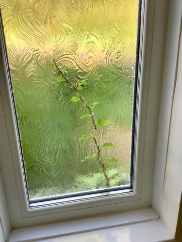 a glass window with a plant growing through it at Lorton Villa with a Log Burner in Saint Helens