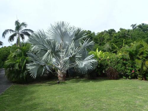 eine Palme auf einem Grasfeld in der Unterkunft Villa dans un have de paix avec piscine in Saint-François
