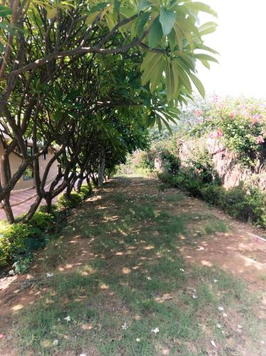 a tree lined path with grass and trees at Soul Tree Retreat in Bhundsi