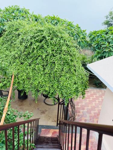 a small tree on a staircase next to a fence at Soul Tree Retreat in Bhundsi