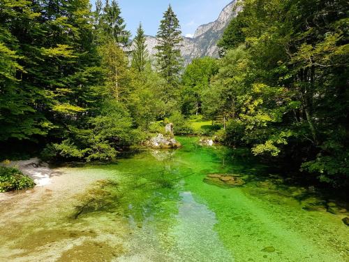 a river with green water in the middle of a forest at Juliana Apartment Bohinj Lake in Bohinj