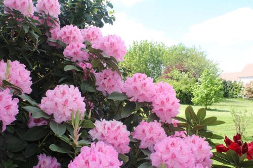 Le Clos Des Roses – Photos 5