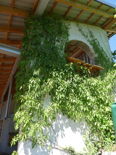 a green ivy growing on the side of a building at Apartments in Fischbach bei Dahn - Pfälzerwald 42914 in Fischbach bei Dahn