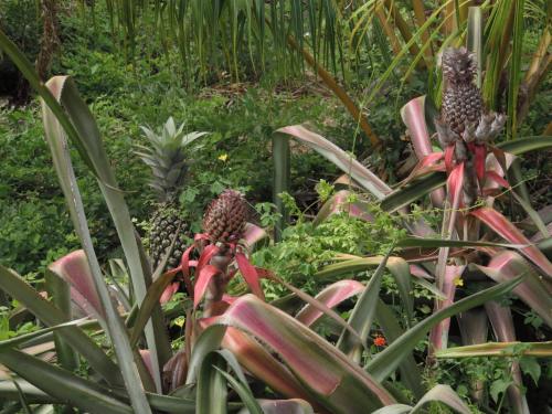 Taman di luar Finca La Magia