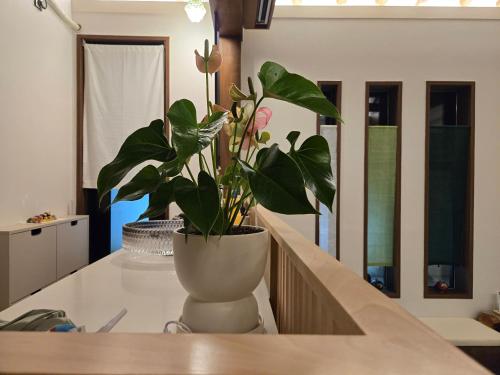 a potted plant sitting on top of a kitchen counter at Stay Yeojin Yeomong in Gyeongju