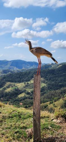 a bird standing on top of a wooden post at Green Flowers Farm in Córrego do Bom Jesus
