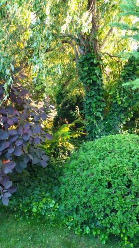 a garden with lots of green plants and trees at Villa Flower Deluxe II in Dunajská Streda