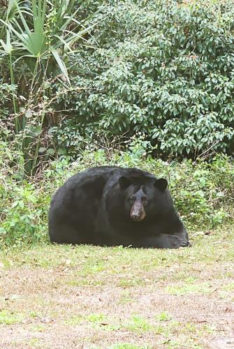 a black bear laying down in the grass at Comfy Studio Farm Stay in Orlando
