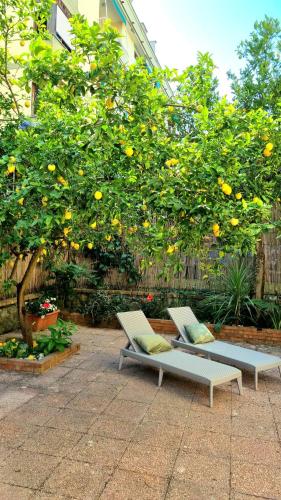 two benches sitting in front of a lemon tree at Maison Chrilò, Sorrento in Sorrento