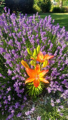 a bouquet of purple and orange flowers in a garden at Apartmány Hutisko 769 in Hutisko