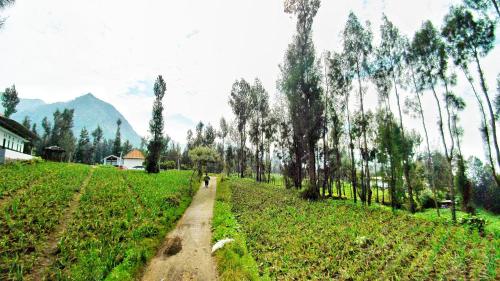 a dirt road in the middle of a field with trees at Elen Homestay by ABM in Bromo