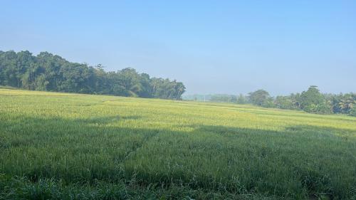 a field of green grass with trees in the background at Honey Dew Villa Minuwangoda in Balabowa