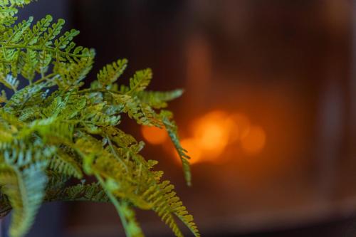a close up of a green plant with a fire in the background at 源泉かけ流し温泉付き一棟貸しVilla GENSEN TWO in Yuzawa