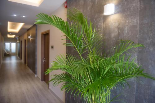 a large green plant in a room at Manolia City Residences in Nicosia