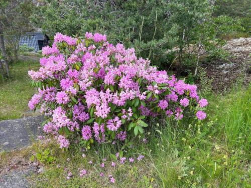 a bunch of pink flowers in the grass at 5 person holiday home in VÄRMDÖ in Värmdö