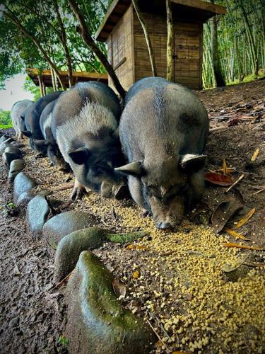 a group of pigs laying on the ground at Casa Fénix Zen Oasis Del Bosque in Calima