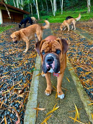 a group of dogs standing on the ground at Casa Fénix Zen Oasis Del Bosque in Calima