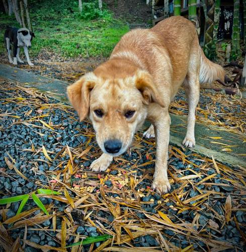 a brown dog is standing in the pile of leaves at Casa Fénix Zen Oasis Del Bosque in Calima