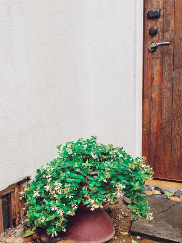 a plant in a pot in front of a door at cloud and wind in Yangzhou