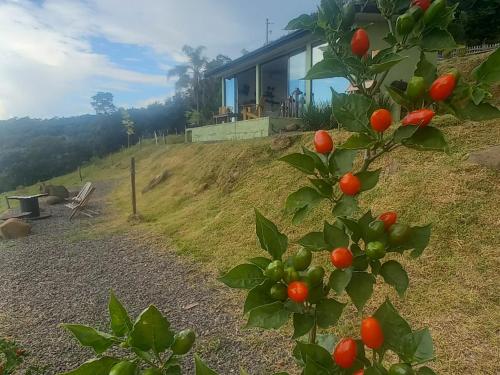 Taman di luar Bem Vindo Ao Presente
