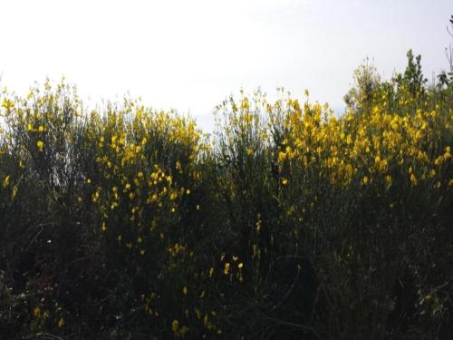 a group of trees with yellow flowers at Apartment in Liguria near Toirano Caves in Vezzi Portio