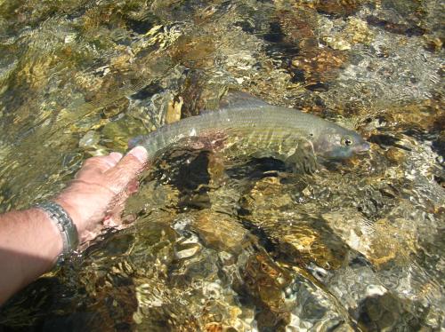 a person holding a fish in the water at Guesthouse S in Luče
