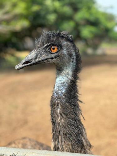 a close up of a bird with orange eyes at Mt Bundy Station in Adelaide River