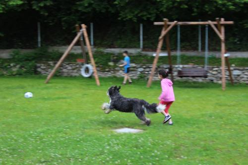 a little girl playing with a dog in a park at Casuta Didi in Brezoi