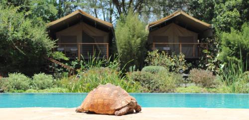 a statue of a turtle sitting in the middle of a pool at Wildebeest Eco Camp in Nairobi