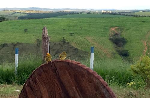 two birds sitting on top of a field at Casa do Alecrim in São Roque de Minas
