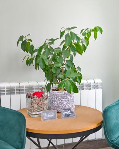 a table with a potted plant on top of it at Hostel Azymut in Września