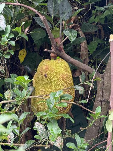 a large yellow fruit on a tree branch at City Oasis Guesthouse in Hong Kong