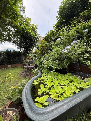 a garden with a pond with plants in it at City Oasis Guesthouse in Hong Kong