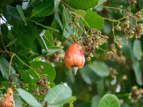 a red mushroom is hanging from a tree at El Trinidad Organic Farm in El Nido