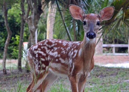 a baby deer is standing in a field at 115 Capt John Fripp Villa in Fripp Island