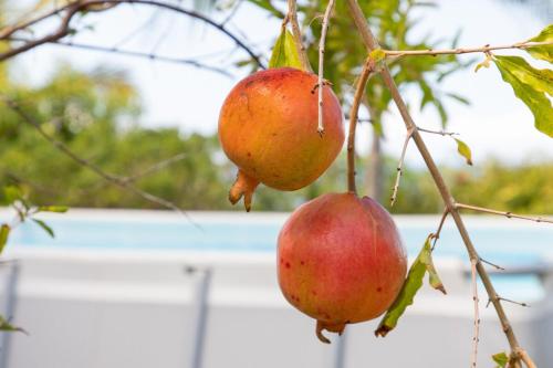 two pomegranates hanging from a tree at Bungalow Pointe Châteaux St Leu ocean view, pool in Saint-Leu