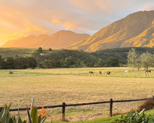 a field with horses grazing in a field with mountains at Arumvale Country Retreat in Swellendam