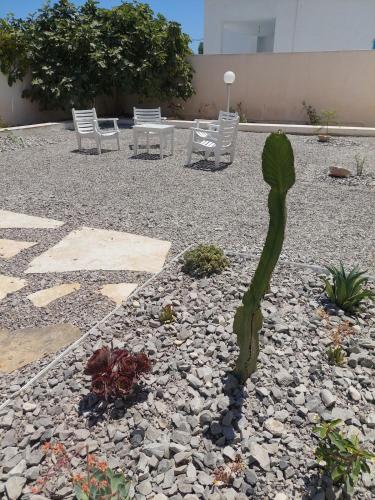 a cactusuanauanauanauanauanauanauanauanauanauanauanauana at Dar Aïcha 
