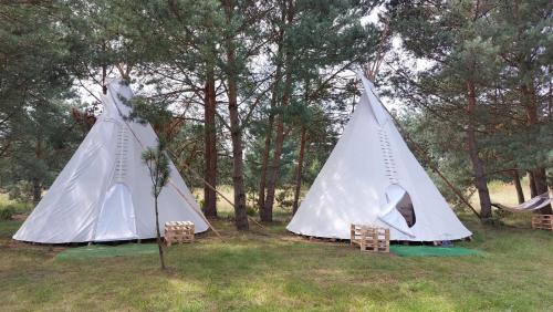two tents sitting in the grass next to trees at Pokoje Gościnne Przylesie in Łobez