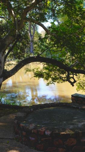 a view of a body of water with a tree at Mologa River Lodge in Rust de Winter