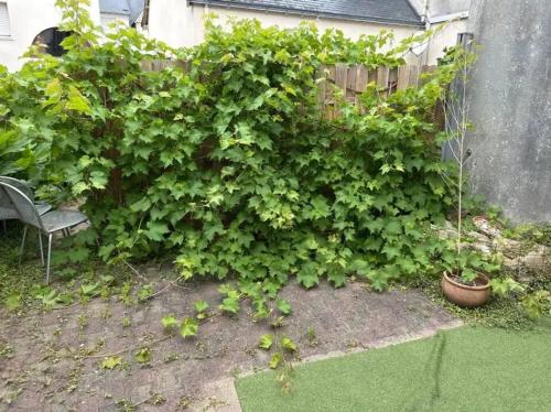 un grand bush vert à côté d'une clôture dans l'établissement Appartement charmant à Quiberon, 45 m², vue sur jardin, à Quiberon