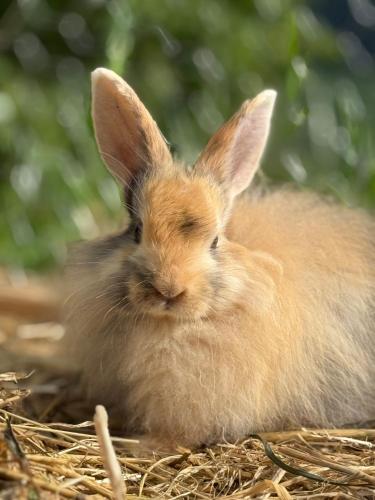 a small brown rabbit sitting in some hay at Bio Bauernhof Oberbenk in Wagrain