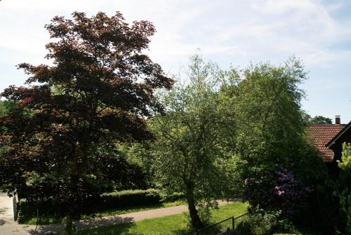 two trees in a yard next to a house at Hotel Braunlage in Braunlage