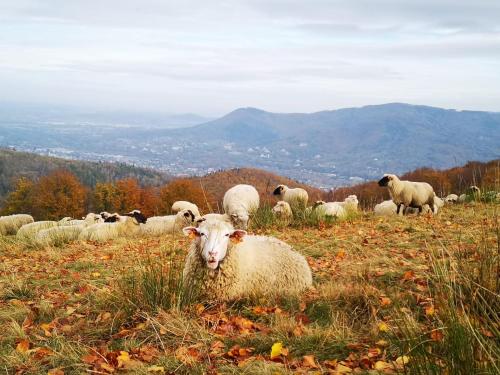Animales en el bed & breakfast o alrededores