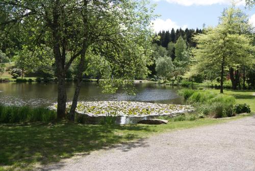 a pond with lots of leaves on the water at Hotel Braunlage in Braunlage