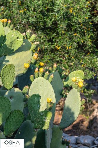 Jardín al aire libre en MASSERIA OSHA ex QUIS UT DEUS