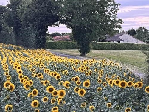 un grand groupe de tournesols dans un champ dans l'établissement Maison M, à Surin