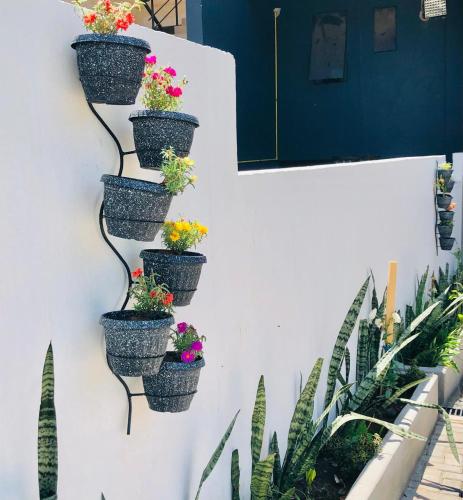 un grupo de plantas en macetas en una pared en Hotel Luis Pablo, en Encarnación