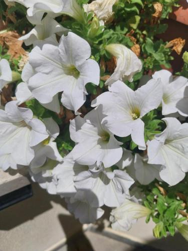 a bunch of white flowers sitting on a table at Villa Ornella in Luni