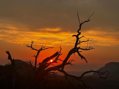 a silhouette of a tree with the sunset in the background at Antica Dimora in Trentinara